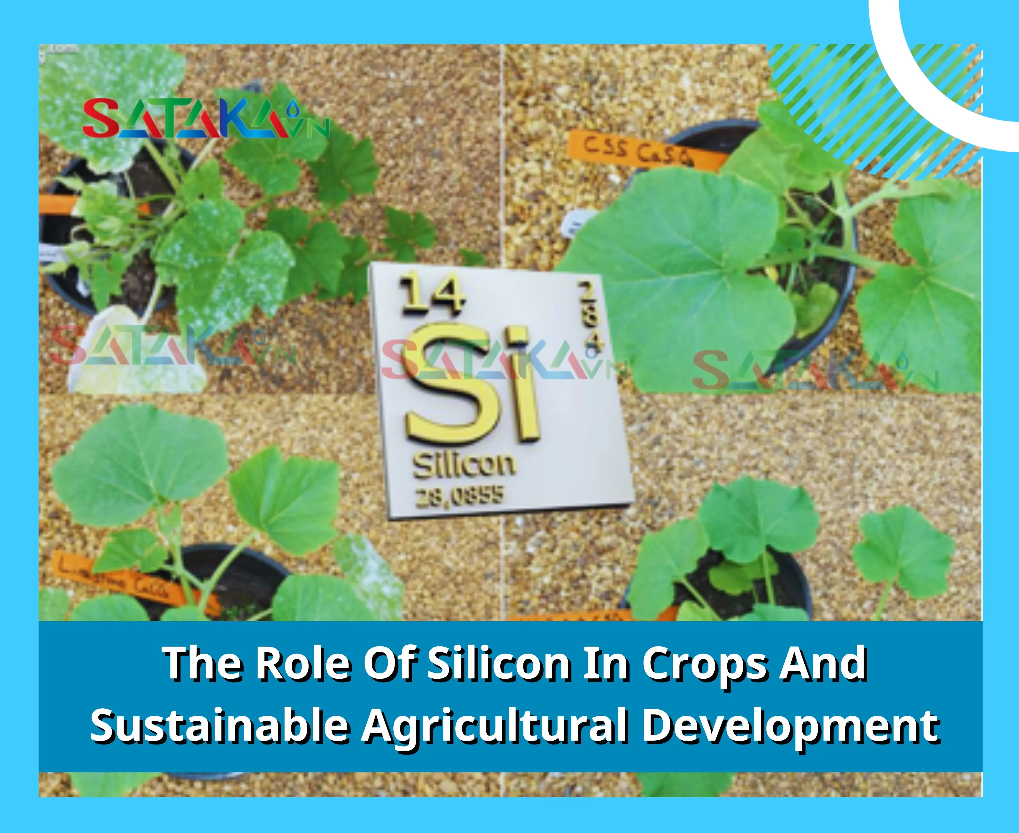 The Role of Silicon in Crops and Sustainable Agricultural Development