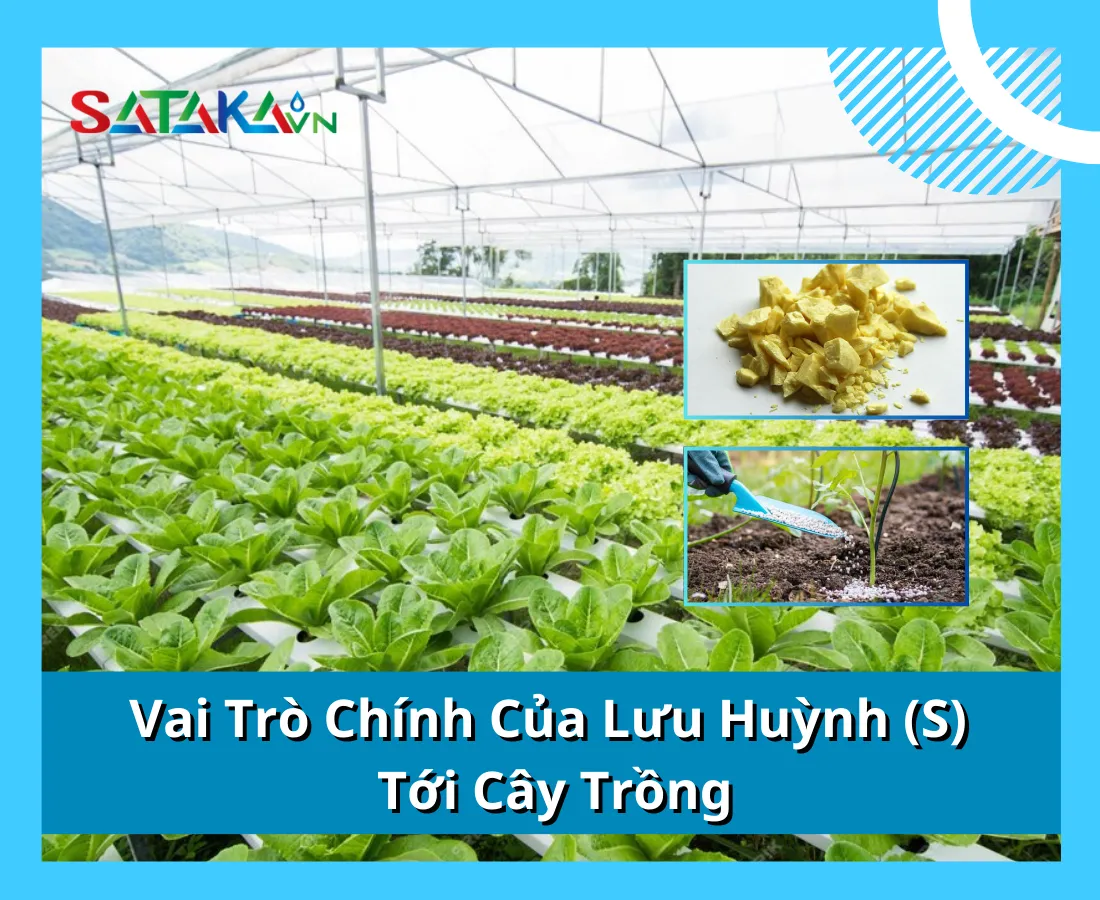 Vai Trò Chính Của Lưu Huỳnh (S) Tới Cây Trồng