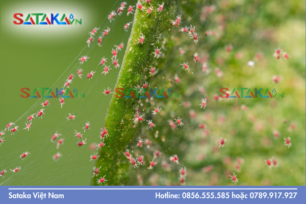 Câu hỏi thường gặp về Spirodiclofen