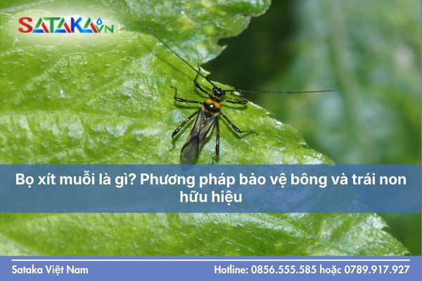 Bọ xít muỗi là gì? Phương pháp bảo vệ bông và trái non hữu hiệu