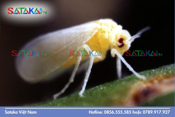Sataka – Giải pháp quản lý rầy phấn trắng chuẩn nông sản xuất khẩu