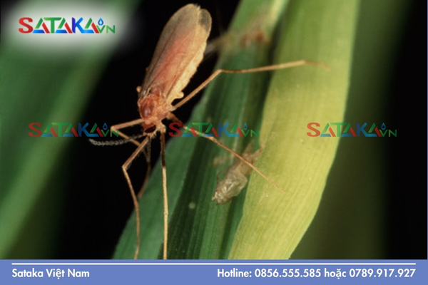  Sataka – Hệ thống hoạt chất nội hấp giúp lúa thoát cảnh "đóng ống hành"