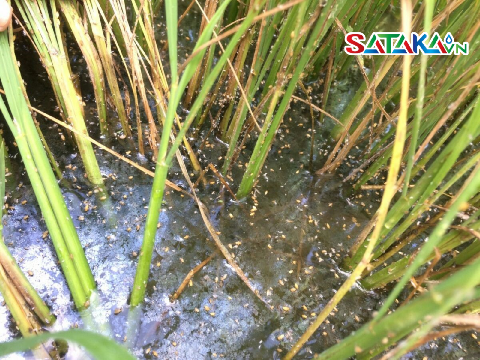 Thiamethoxam for brown planthopper control on rice