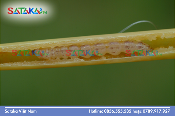 Cơ chế "Sát thủ năng lượng" của hoạt chất Chlorfenapyr