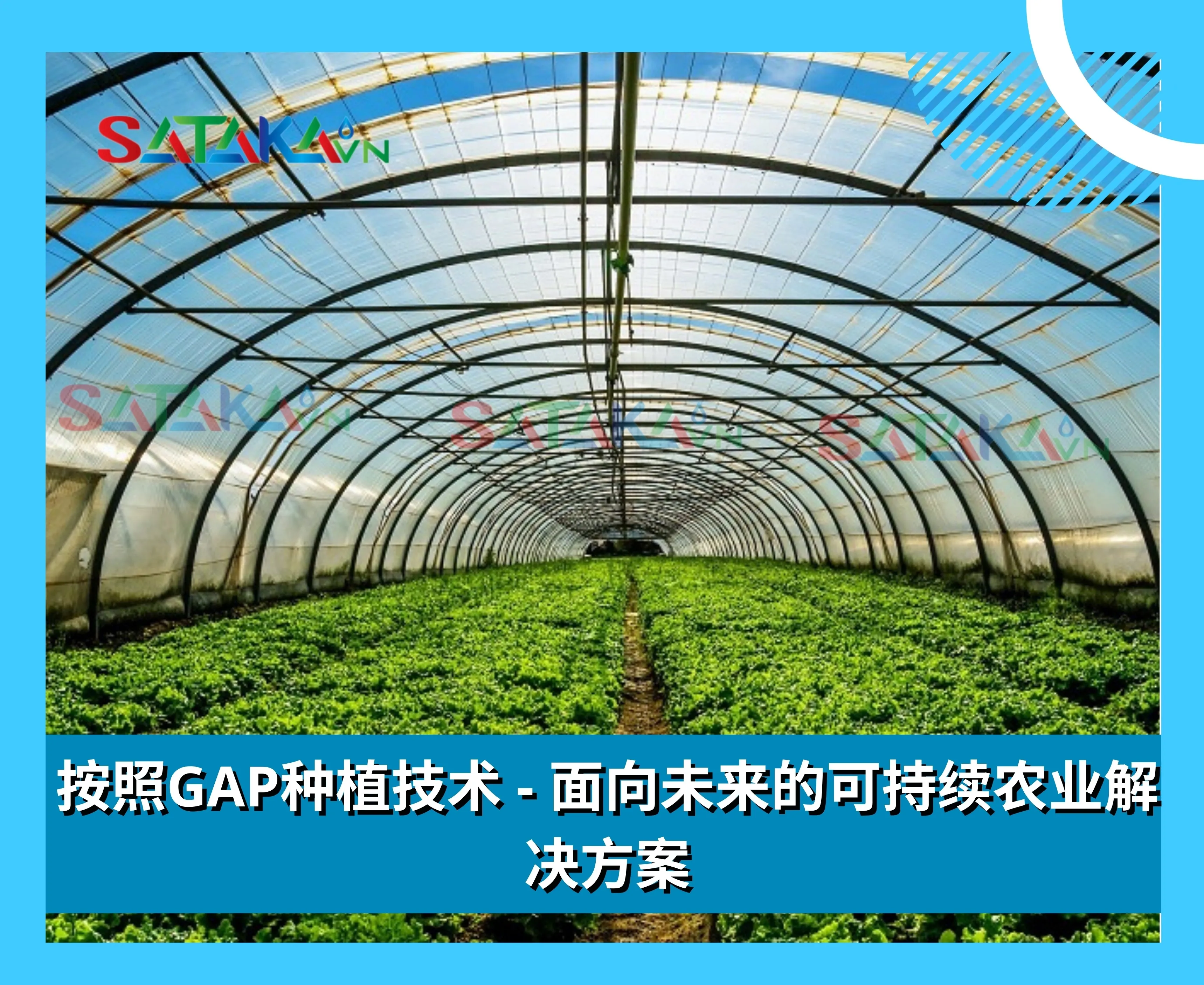 按照GAP种植技术 - 面向未来的可持续农业解决方案