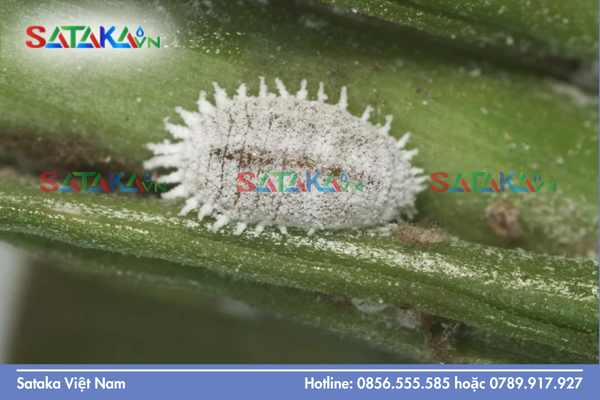 Rệp sáp là gì và cơ chế tiết dịch mật ngọt