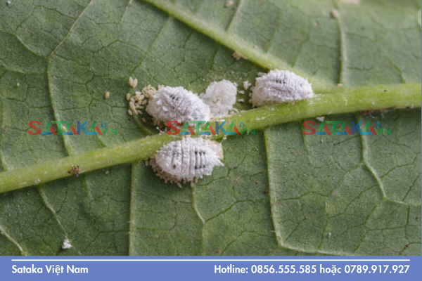 Câu hỏi thường gặp