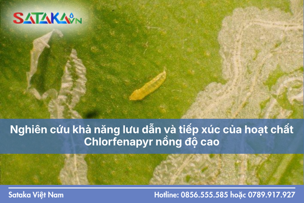 Nghiên cứu khả năng lưu dẫn và tiếp xúc của hoạt chất Chlorfenapyr nồng độ cao