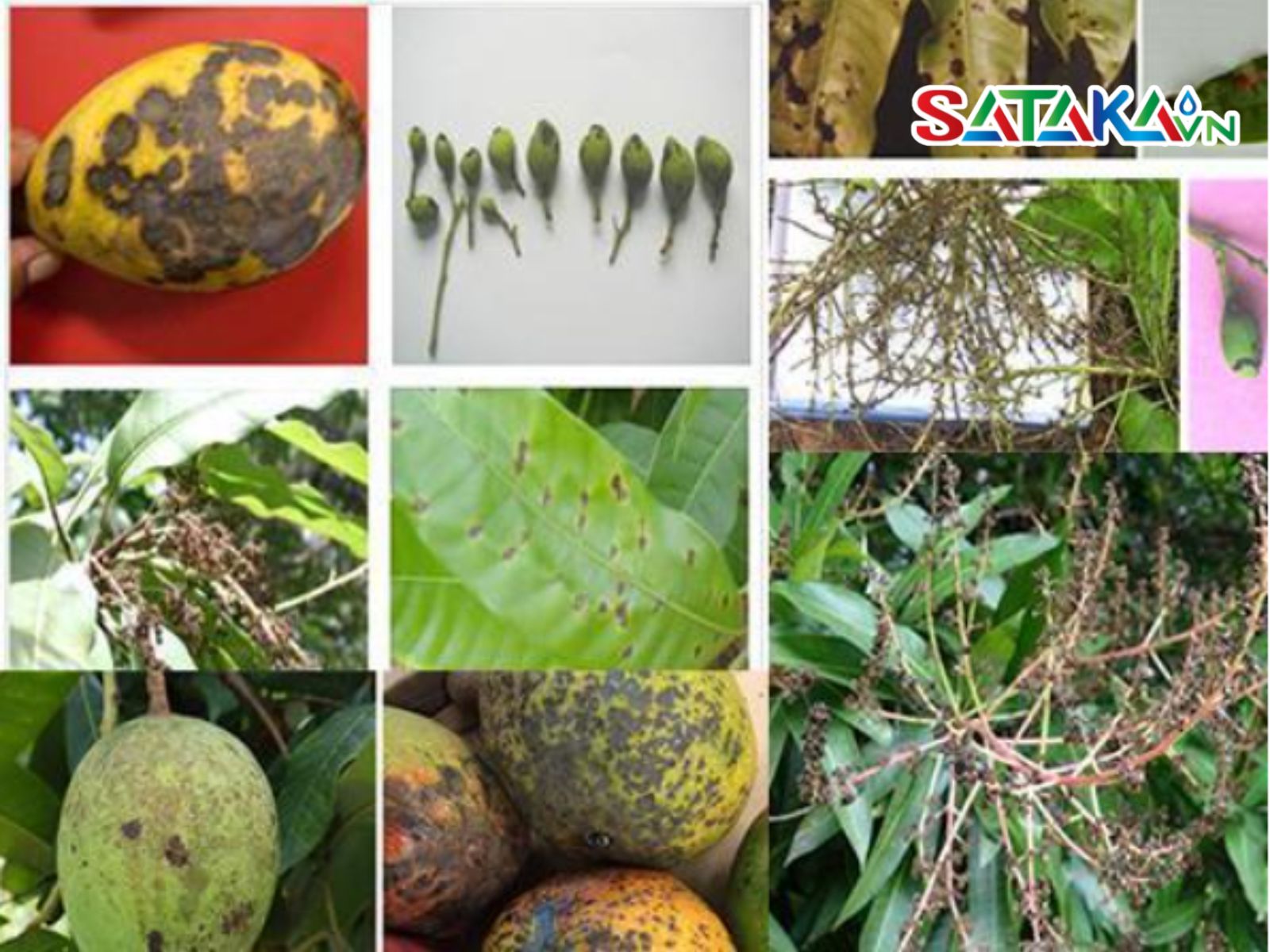 triệu chứng bệnh thán thư trên xoài