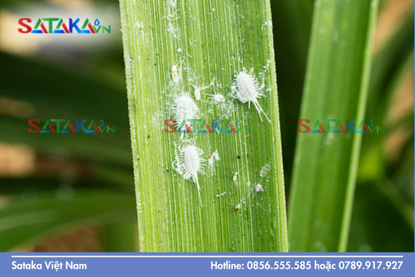 Câu hỏi thường gặp