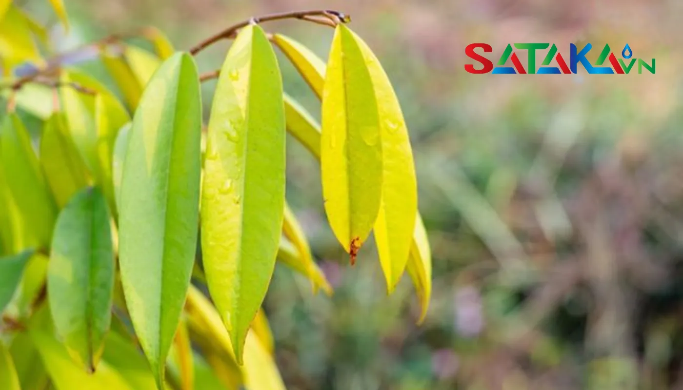 Signs of yellowing disease are easily seen on the leaves