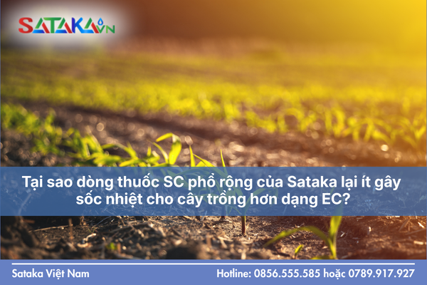 Tại sao dòng thuốc SC phổ rộng của Sataka lại ít gây sốc nhiệt cho cây trồng hơn dạng EC?