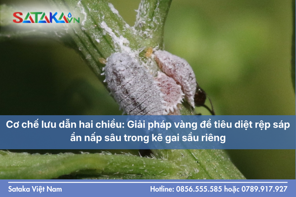 Cơ chế lưu dẫn hai chiều: Giải pháp vàng để tiêu diệt rệp sáp ẩn nấp sâu trong kẽ gai sầu riêng.