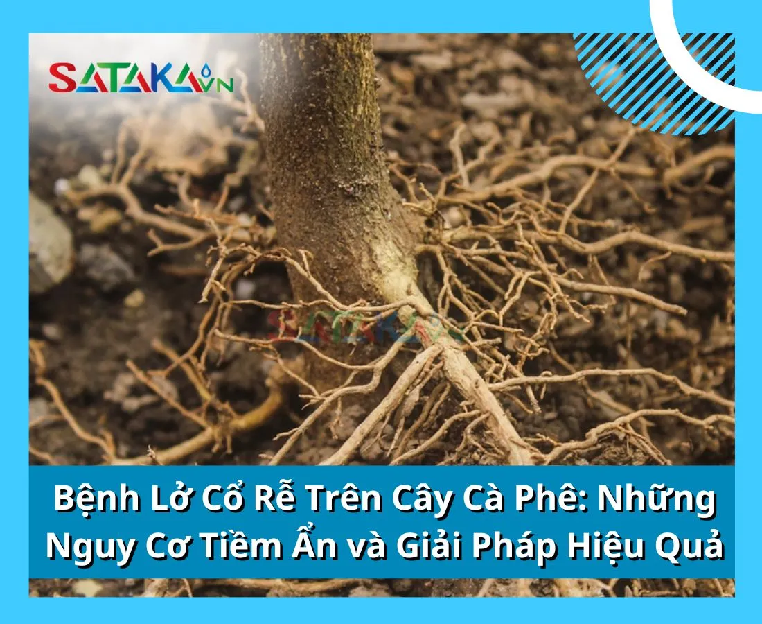 Bệnh Lở Cổ Rễ Trên Cây Cà Phê: Những Nguy Cơ Tiềm Ẩn và Giải Pháp Hiệu Quả