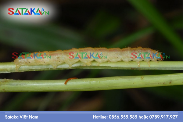 Câu hỏi thường gặp