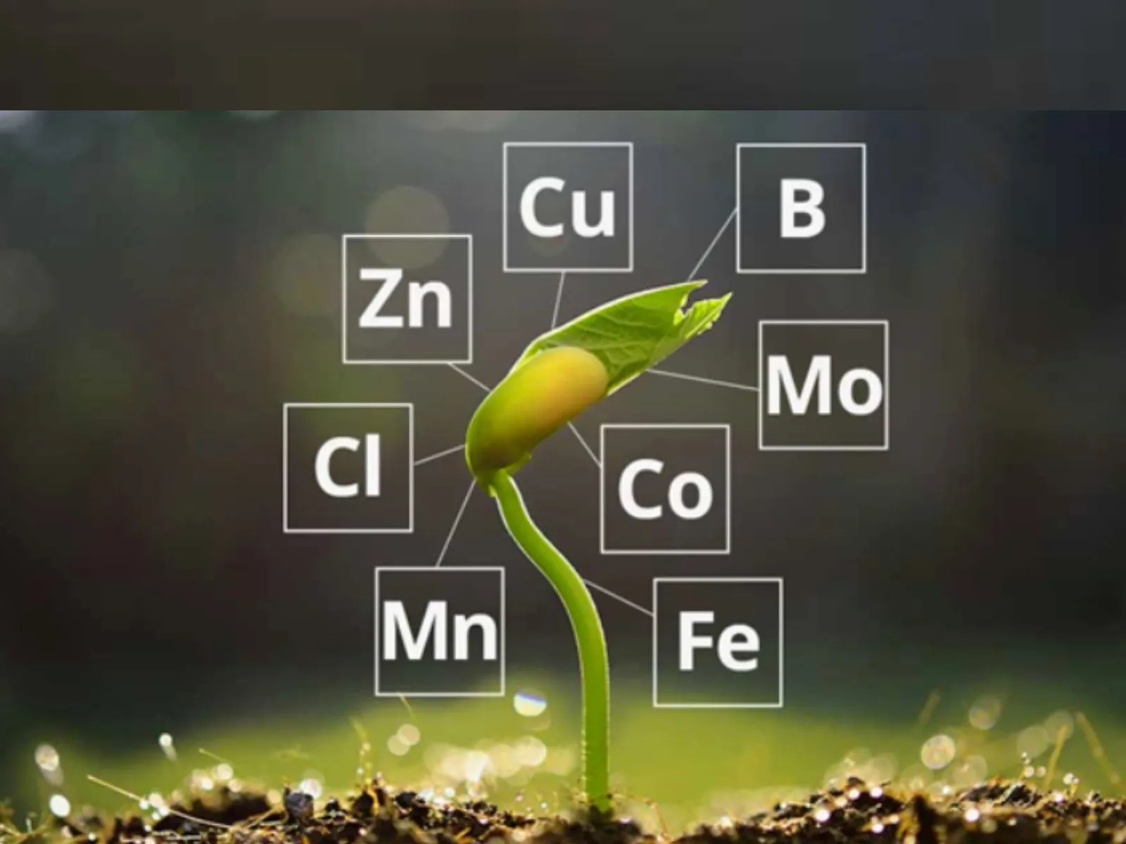 បន្ថែម Boron, Zn, Ca សម្រាប់ដំណាំស្រូវ
