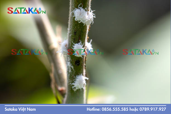 Sataka – Năng lực cung ứng hoạt chất lưu dẫn "xương sống" diệt rệp từ bên trong