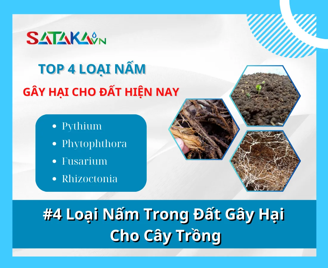 #4 Loại Nấm Trong Đất Gây Hại Đáng Kể Đến Cây Trồng Hiện Nay