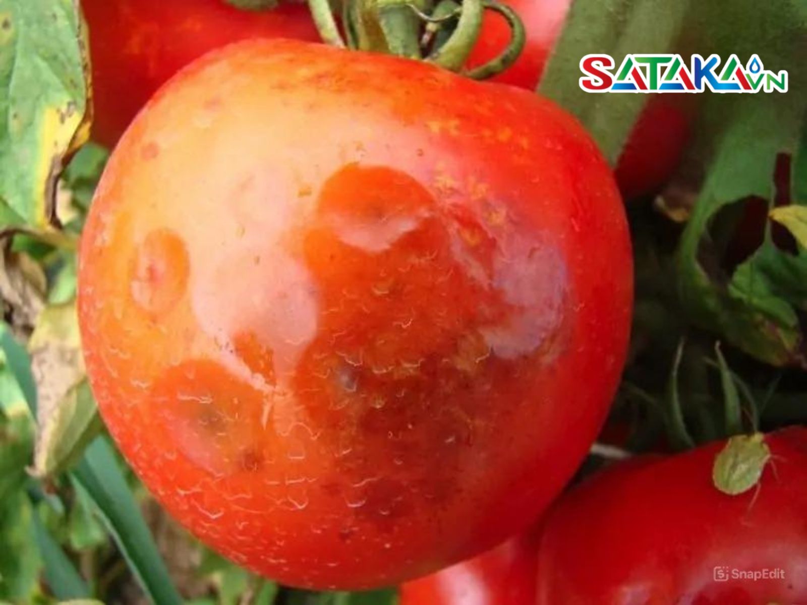 bệnh thán thư cà chua