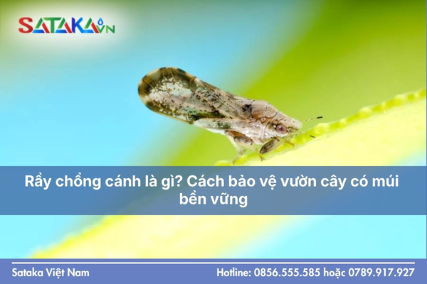 Rầy chổng cánh là gì? Cách bảo vệ vườn cây có múi bền vững