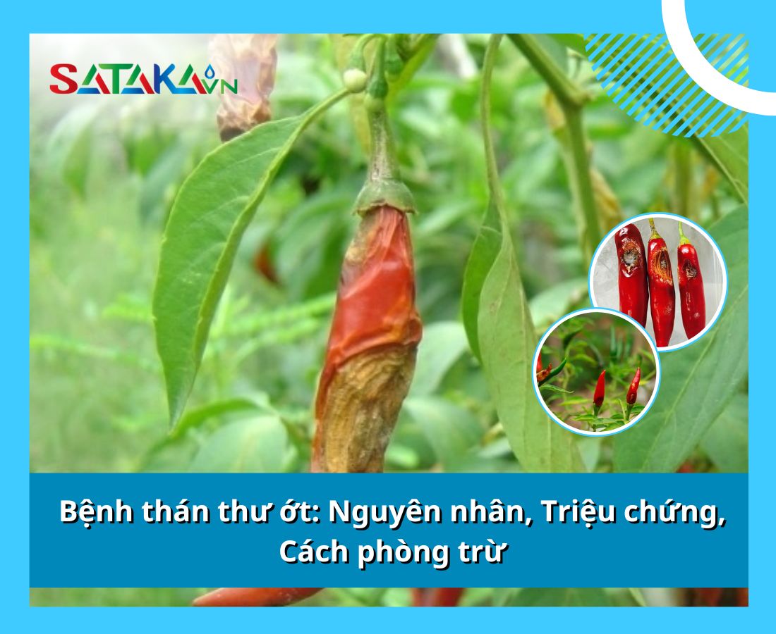 Bệnh thán thư ớt: Nguyên nhân, Triệu chứng, Cách phòng trừ