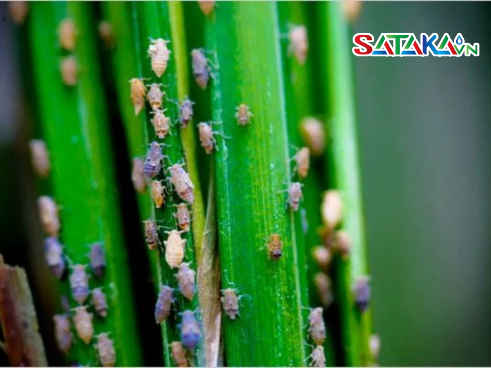 Thiamethoxam Diệt Rầy Nâu Trên Lúa