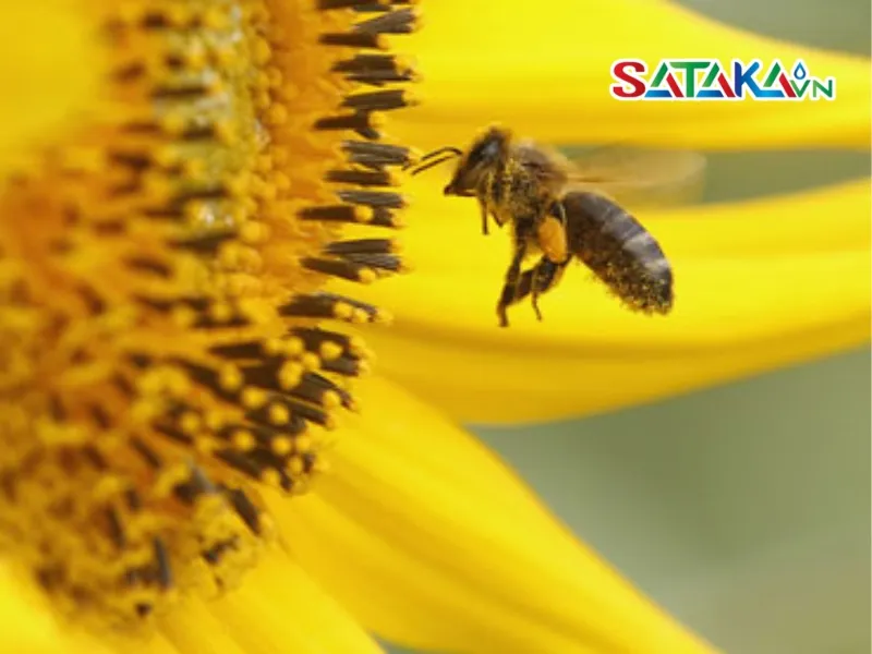 ក្រុម Neonicotinoids ជាអ្វី? លក្ខណៈពិសេស ការប្រើប្រាស់ សុវត្ថិភាព