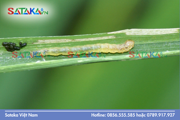 Câu hỏi thường gặp