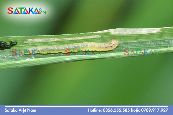 Câu hỏi thường gặp 