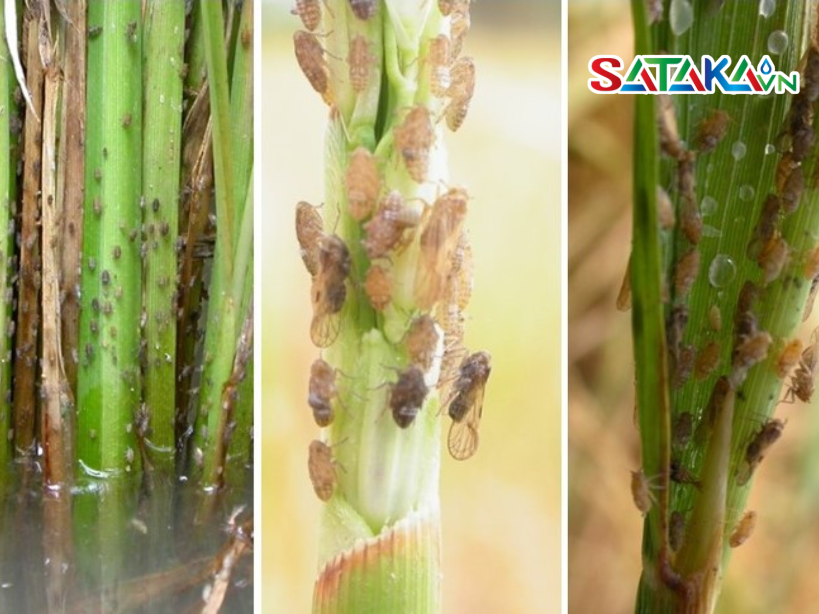 Kết Hợp Dinotefuran và Buprofezin Trị Rầy Nâu Trên Lúa