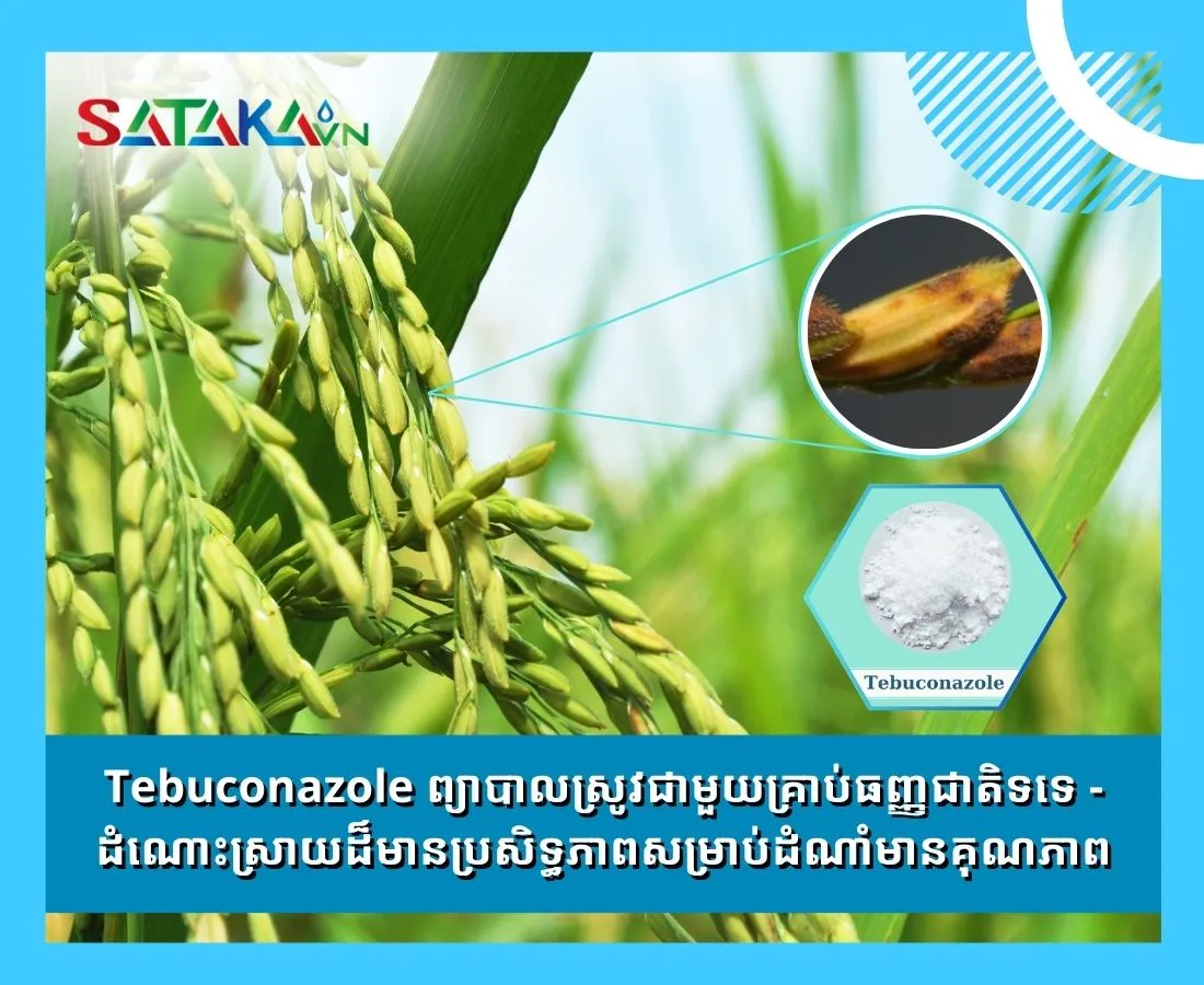 Tebuconazole ព្យាបាលស្រូវជាមួយគ្រាប់ធញ្ញជាតិទទេ - ដំណោះស្រាយដ៏មានប្រសិទ្ធភាពសម្រាប់ដំណាំមានគុណភាព