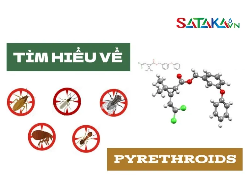 ສຶກສາກ່ຽວກັບກຸ່ມ Pyrethroid ແມ່ນຫຍັງ? ແລະສິ່ງທີ່ຄວນຮູ້