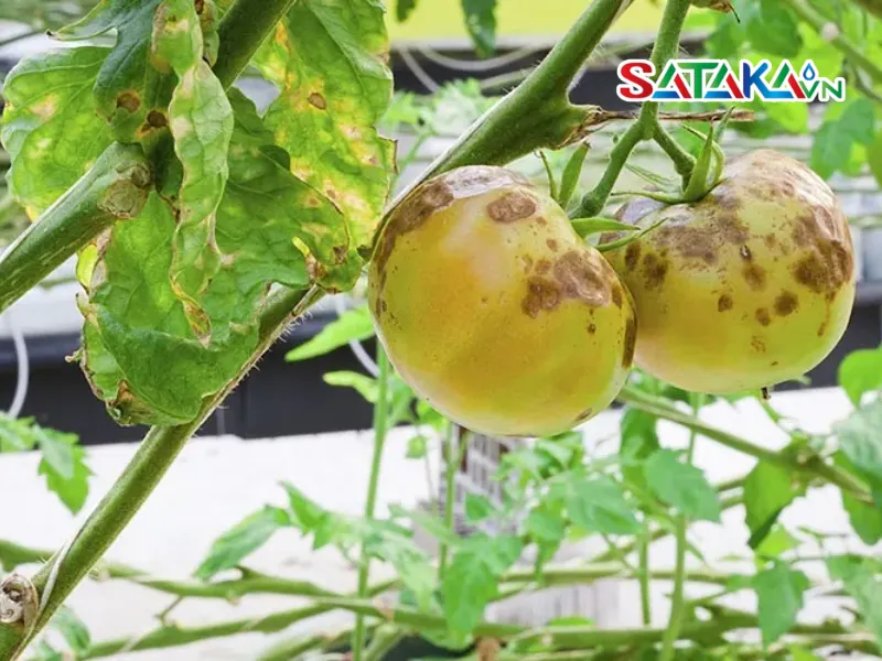 Signs of Anthracnose Disease on Tomato Plants