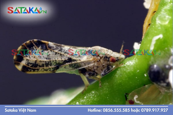Sataka – Phác đồ luân phiên hoạt chất "Sạch bóng chích hút"