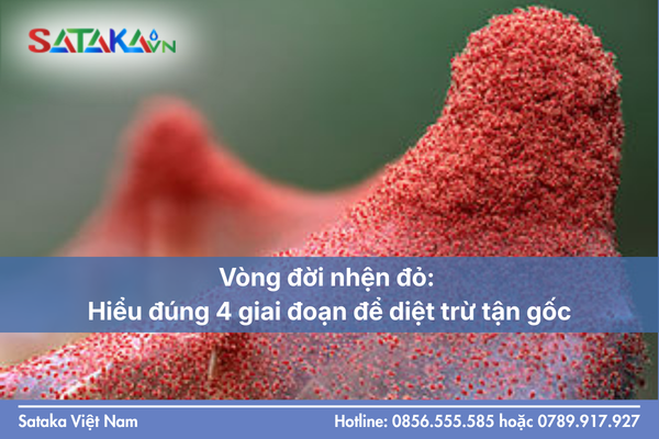 Vòng đời nhện đỏ: Hiểu đúng 4 giai đoạn để diệt trừ tận gốc