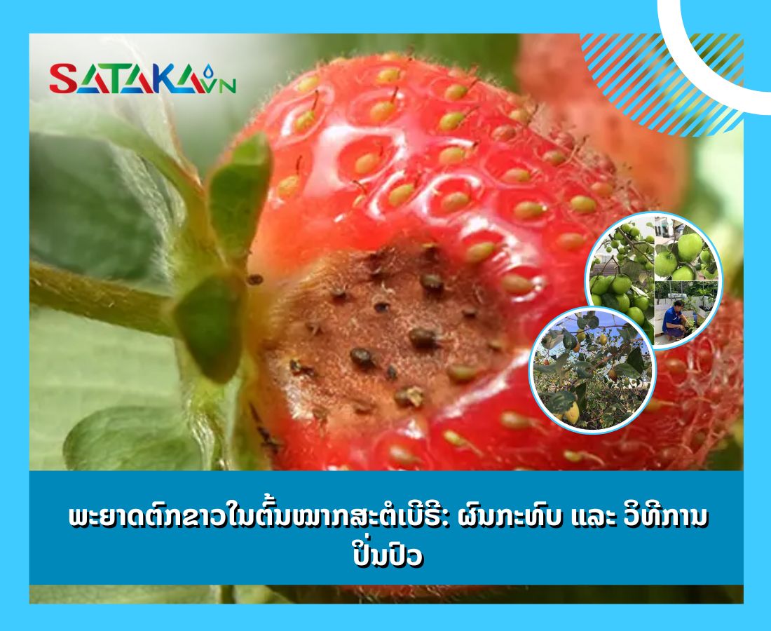 ພະຍາດຕົກຂາວໃນຕົ້ນໝາກສະຕໍເບີຣີ: ຜົນກະທົບ ແລະ ວິທີການປິ່ນປົວ