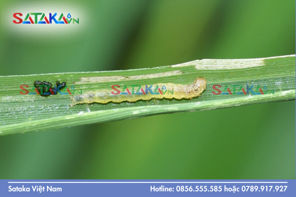 Câu hỏi thường gặp