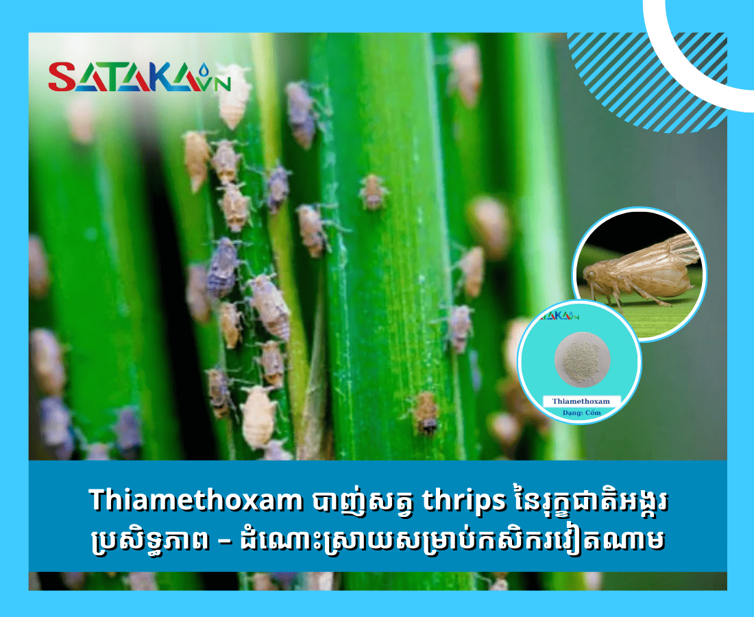 Thiamethoxam បាញ់សត្វ thrips នៃរុក្ខជាតិអង្ករប្រសិទ្ធភាព – ដំណោះស្រាយសម្រាប់កសិករវៀតណាម