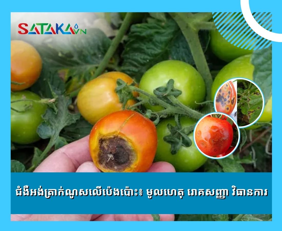 ជំងឺអង់ត្រាក់ណូសលើប៉េងប៉ោះ៖ មូលហេតុ រោគសញ្ញា វិធានការ