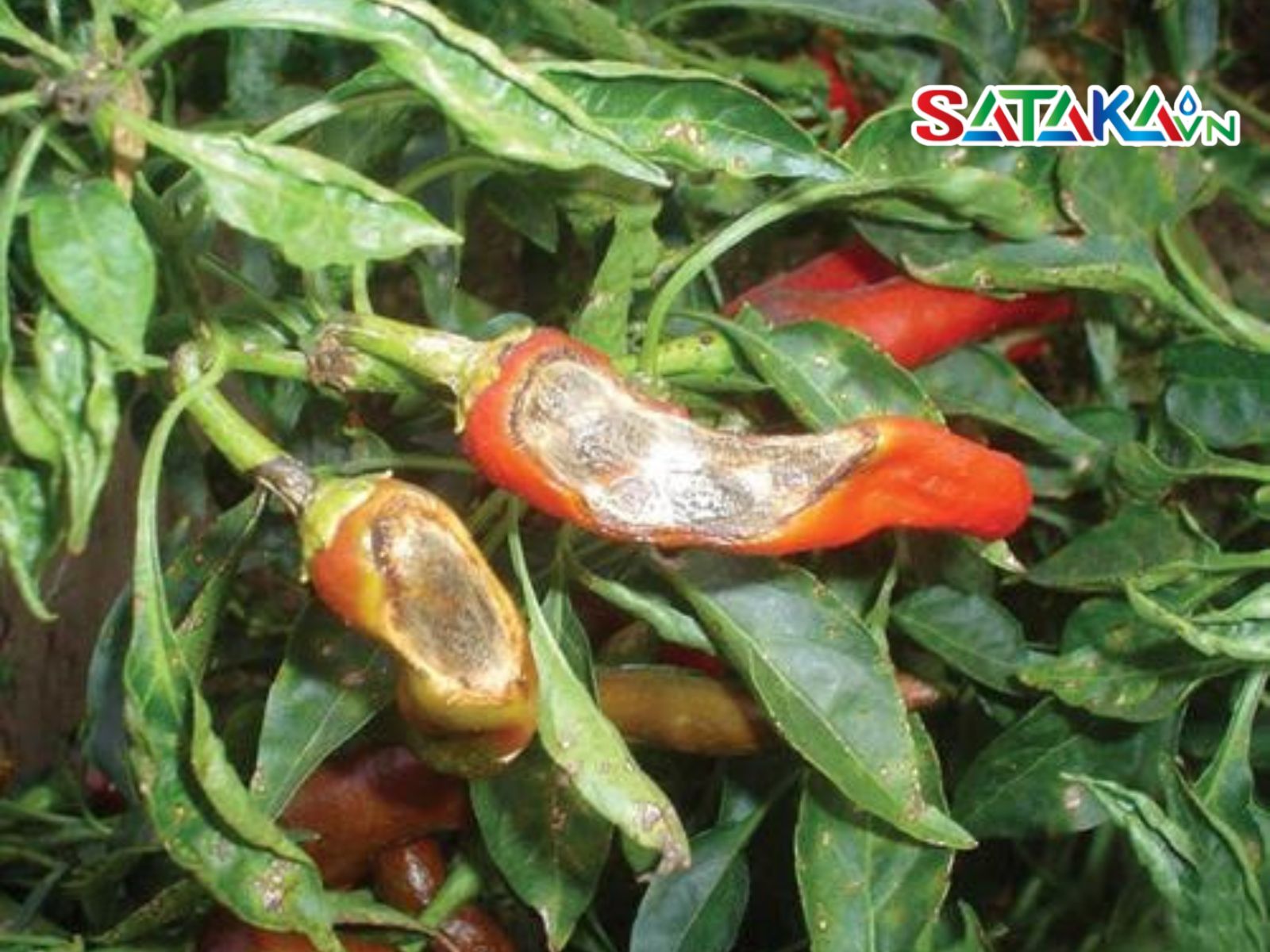 bệnh thán thư ớt