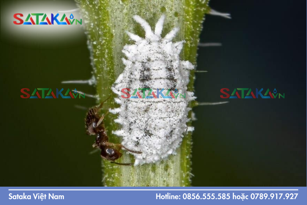 Cách trị rệp sáp hiệu quả bằng chiến lược luân phiên hoạt chất