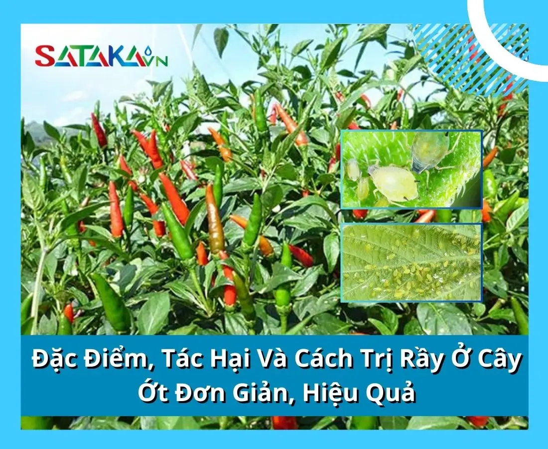 Đặc Điểm, Tác Hại Và Cách Trị Rầy Ở Cây Ớt Đơn Giản, Hiệu Quả