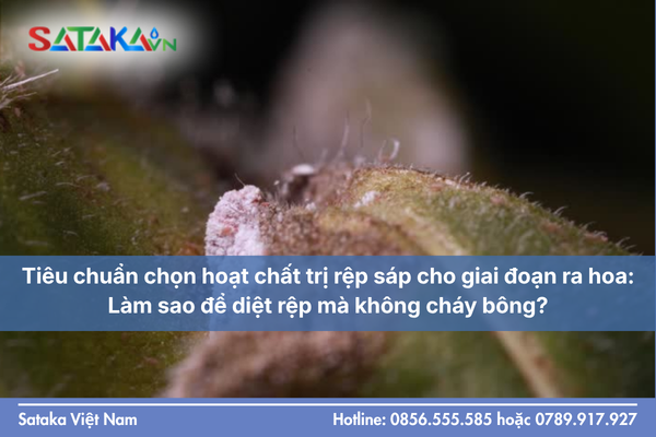 Tiêu chuẩn chọn hoạt chất trị rệp sáp cho giai đoạn ra hoa: Làm sao để diệt rệp mà không cháy bông?