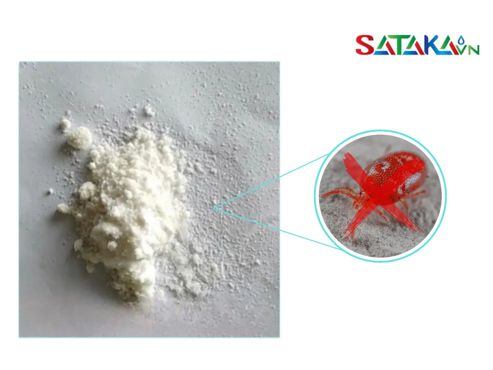 Spirodiclofen ກຳຈັດແມງແດງໃນຕົ້ນສົ້ມ