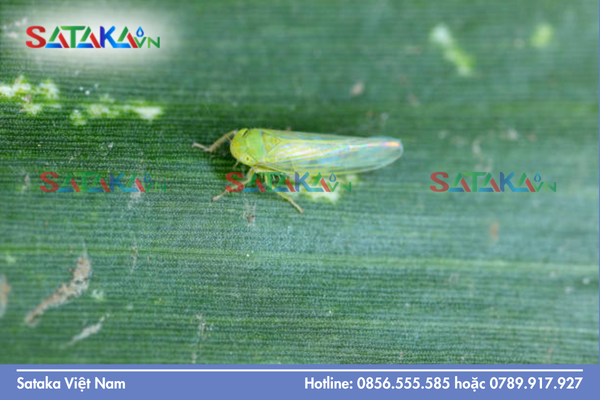 Tại sao Chlorfenapyr là "khắc tinh" của sâu nhện kháng thuốc?