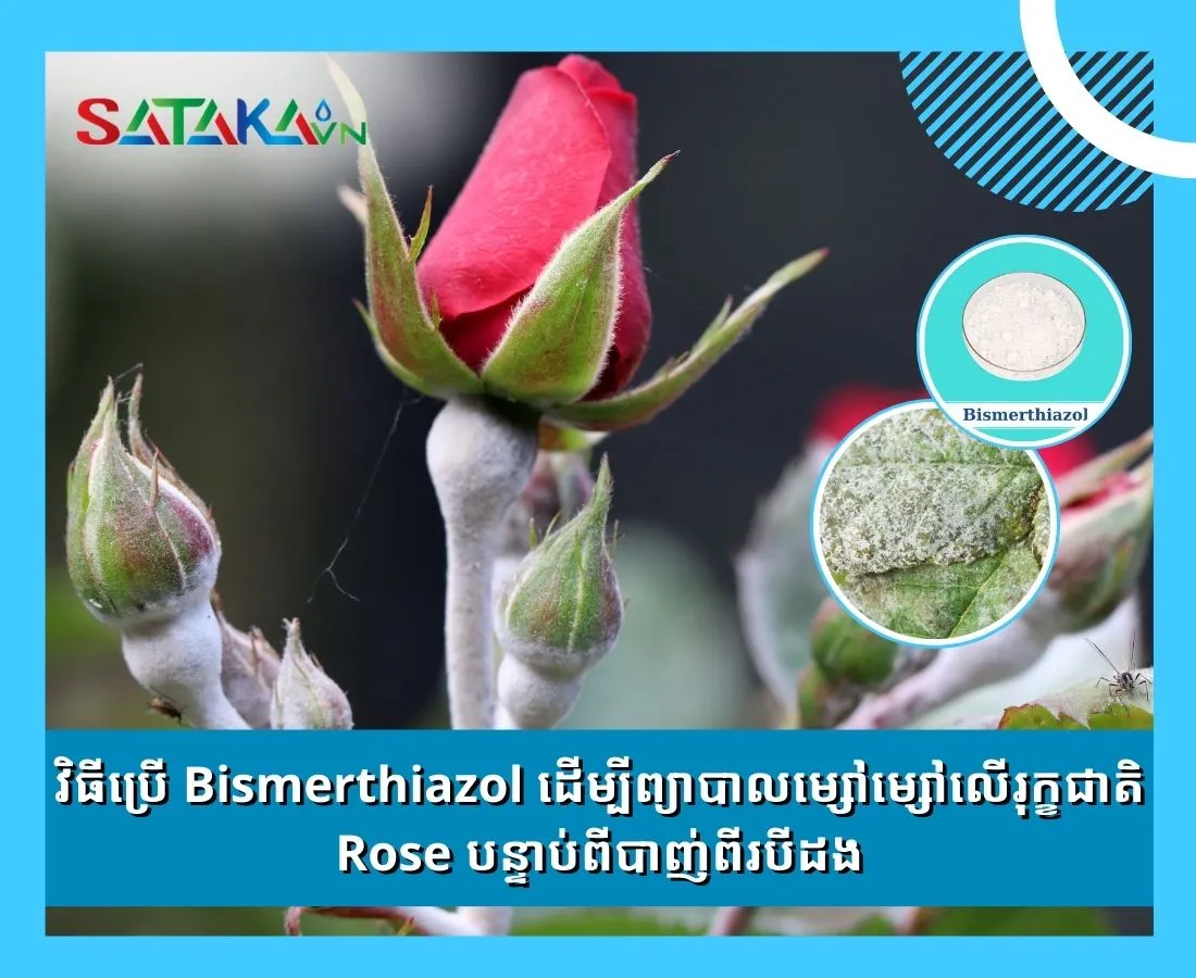 វិធីប្រើ Bismerthiazol ដើម្បីព្យាបាលម្សៅម្សៅលើរុក្ខជាតិ ដើមផ្កាកុលាប បន្ទាប់ពីបាញ់ពីរបីដង