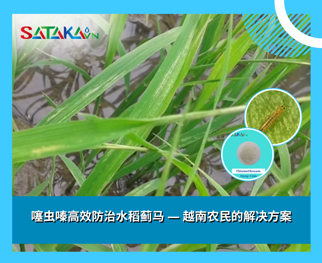 噻虫嗪高效防治水稻蓟马 — 越南农民的解决方案