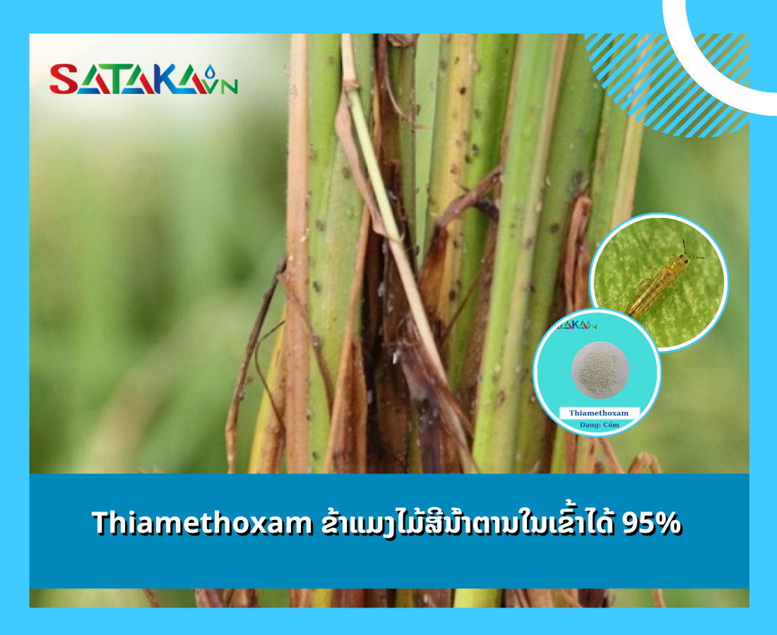 Thiamethoxam ຂ້າແມງໄມ້ສີນ້ໍາຕານໃນເຂົ້າໄດ້ 95%.