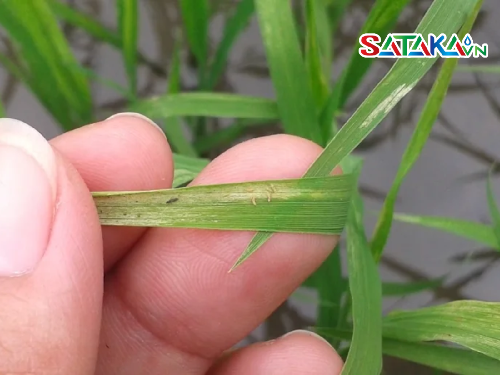 Thiamethoxam diệt bọ trĩ trên lúa