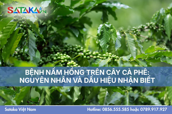 BỆNH NẤM HỒNG TRÊN CÂY CÀ PHÊ: NGUYÊN NHÂN VÀ DẤU HIỆU NHẬN BIẾT
